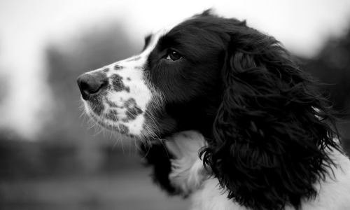 spaniel