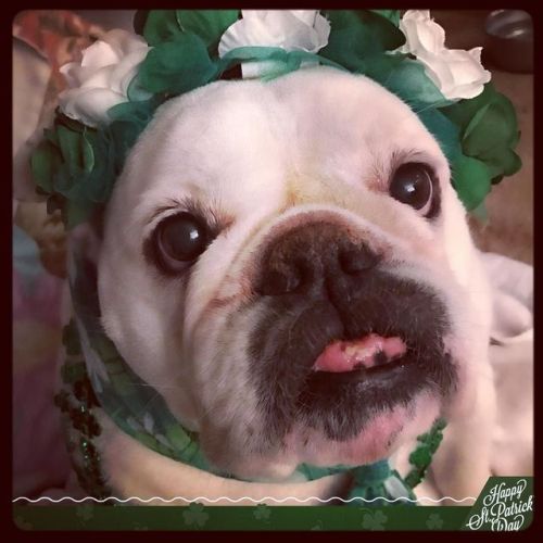 Looking forward to St Patrick&rsquo;s Day 2017. #BabyGirl #englishbulldog via Instagram i