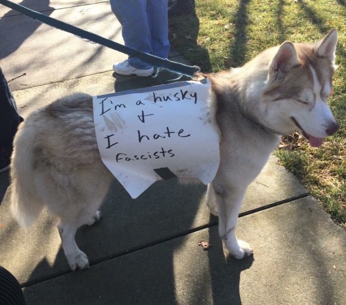 therunnersam: parttimesarah: I’m loving these protest pups! It’s ruff out there, good jo