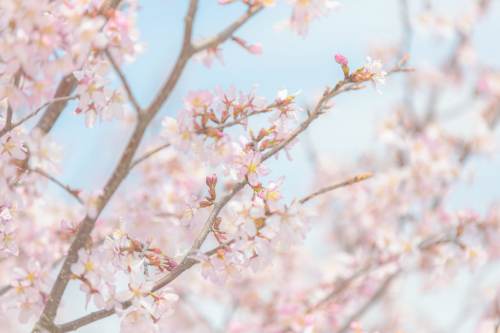 milkuei:. Cherry Blossom by IQRemix