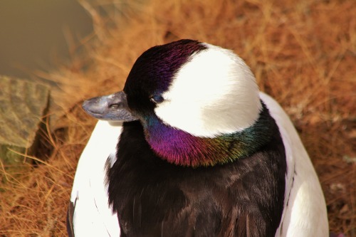 theanimalblog:Bufflehead, taken by jimotheygalloway