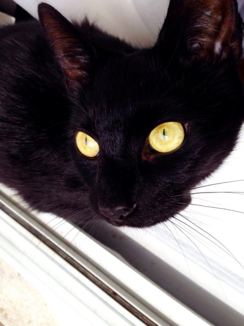 shaelit:The internet says it’s Black Cat Appreciation Day. So here. Appreciate Gen the brat ca