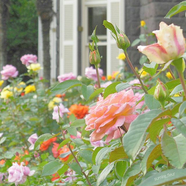 floralls:    by  sumire_fleur   