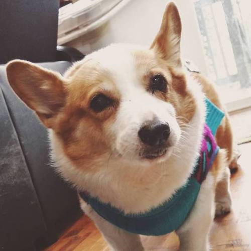 My luv bug and old lady baby She got a new sweater today - @roxie_the_old_corgi - #bangbangneko #cos