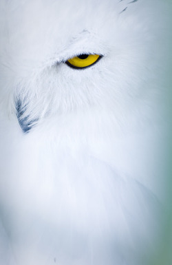fairy-wren:  snowy owl (photo by monika krankillova)