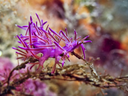 end0skeletal:Sea Slug - Flabellina, mediterranean by Dani-Barchana