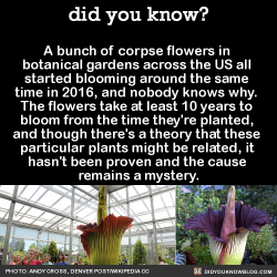 did-you-kno:  A bunch of corpse flowers in  botanical gardens across the US all  started blooming around the same  time in 2016, and nobody knows why.  The flowers take at least 10 years to  bloom from the time they’re planted,  and though there’s