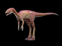 a-dinosaur-a-day:  Lesothosaurus(leh-SO-tho-SORE-us) where: Woodlands of Africa when: Early Jurassic, about 200 to 190 million years ago who: Named by British paleontologist Peter Galton in 1978 what: At about 3 feet long and only 10 or 20 pounds, the