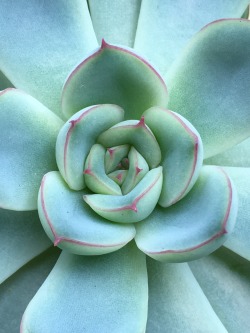 feeelingalright:Young plant close up