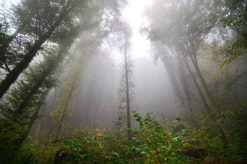 bramphotography: The Ardennes and the magical misty forest - serie of 3