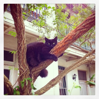 @tv_tb I just stumbled across this picture - the one I got of my #Favorite #Sydney #Australia #TreeCat haha probably just keeping the #DropBear population at bay!
