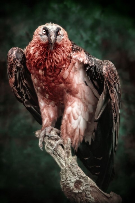 Bearded Vulture... they don't eat metal, but their diet largely consists of  bones. Almost as hard as a metal. : r/natureismetal