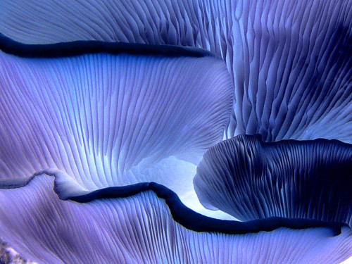 rahdiate: neezieneezie:  blue fungus by raysto on Flickr. Via Flickr: tree fungus, new forest, uk. i