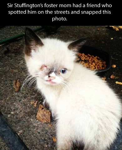 Porn photo 221cbakerstreet:  CUTE SMALL PIRATE CAT FRIEND