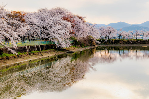 春色のコントラスト