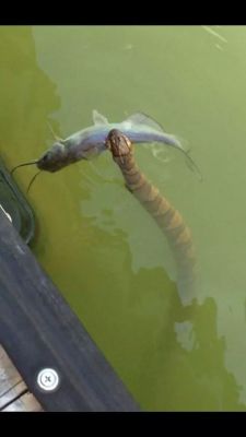 weallheartonedirection:  This is why I don’t swim in the lake near our house.