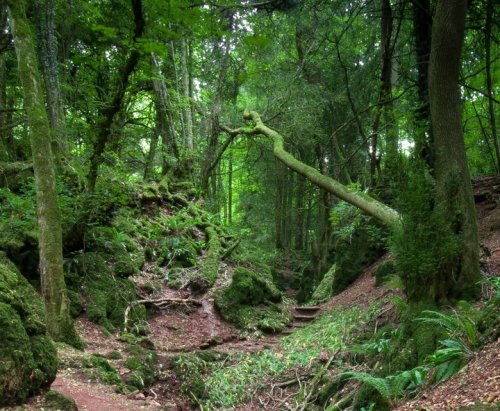 odditiesoflife:  Puzzlewood Magical Forest — The Real Middle Earth Puzzlewood is a unique and enchanting place, located in the beautiful and historic Forest of Dean in Gloucestershire, England. There is more than a mile of meandering pathways through