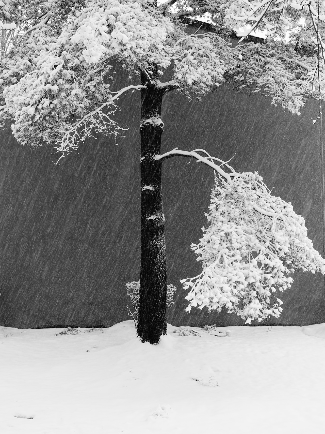 pointandshooter:  Spring snowstormphoto: David Castenson