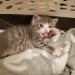talesfromtreatment:Oh gods, please. Please just look at the fucking derpiest photo