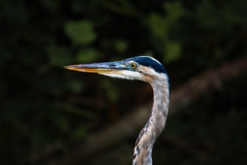 Blue Heron in Cummins State Falls @photographyaeipathy Nikon D500