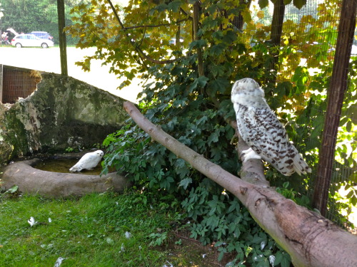 Some photos from Tropical Birdland.It was so hot the poor Snowy Owls were panting. The other birds s