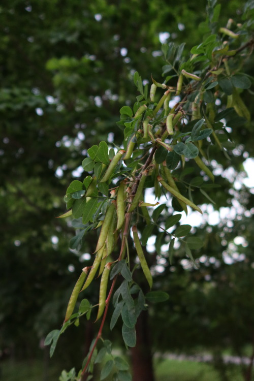 anskupics: Caragana arborescens — Siberian pea-tree a.k.a. Siberian peashrub a.k.a. caragana