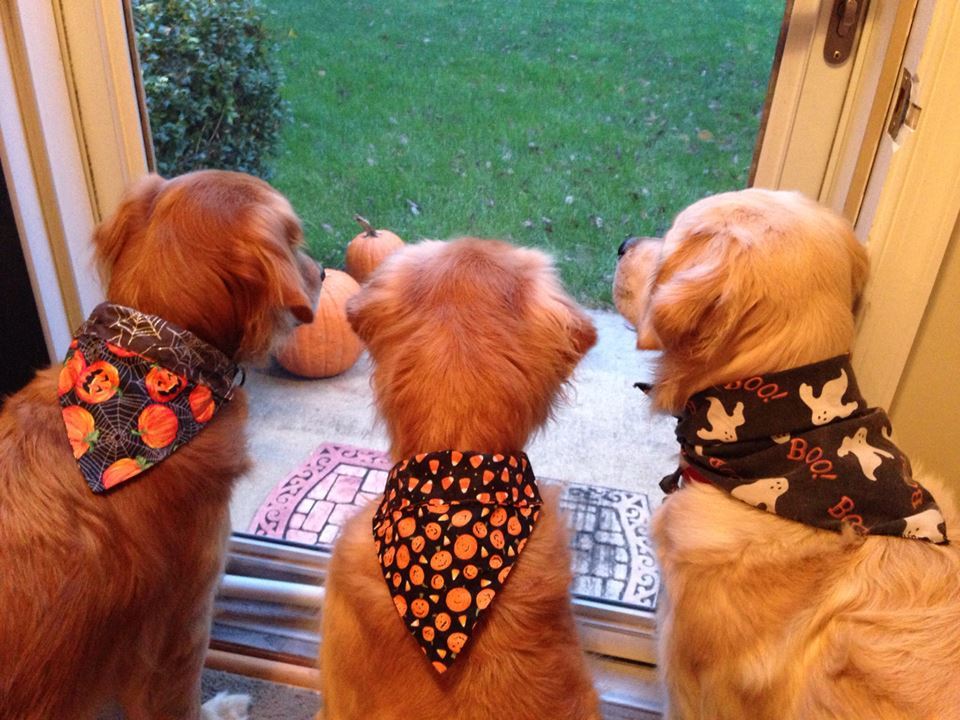karasratworld:  My mom just sent me this picture of my dogs waiting for trick-or-treaters