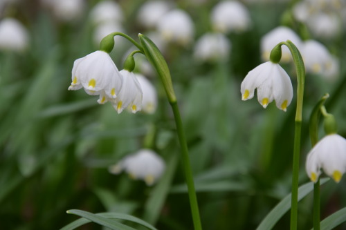  Leucojum vernum 