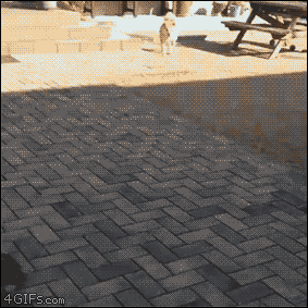 For animated GIFs