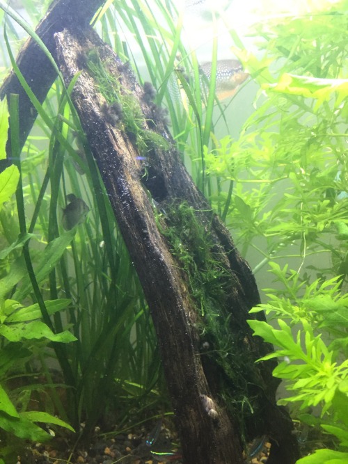 Busy morning working on my tanks.Trimmed the Java moss in my shrimp tank and re homed it in my main 