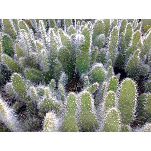 A bed of beautiful prickly cactis ▫▫▫▫▫▫▫▫▫••••▫▫▫▫▫▫▫▫▫ •≪▫≫≪▫≫≪≫ ≪≫≪▫≫≪▫≫• ▫▫▫▫▫▫▫▫▫▫▫▫▫▫▫▫▫▫▫▫ Ca