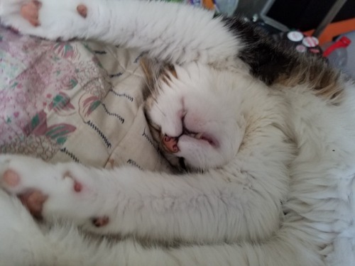 This my elasti-cat Jack. He sleeps a lot and his mouth is never really closed.(submitted by @thotsfi