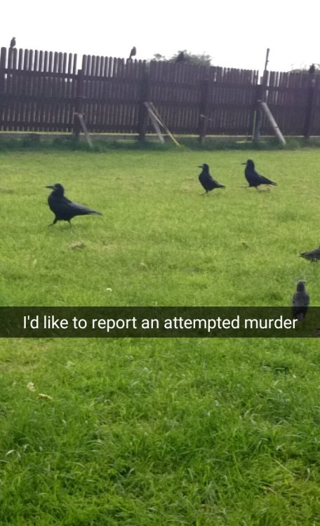 literaryreference: undeadwill: friendly-neighborhood-patriarch: theinturnetexplorer: the crows are h