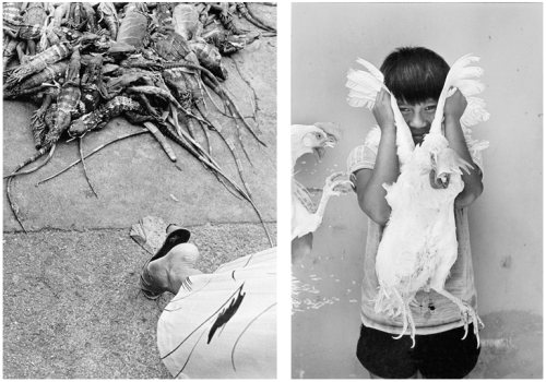 The extraordinary photographic work of Graciela Iturbide: excerpts from Juchitán, comprising of ten 