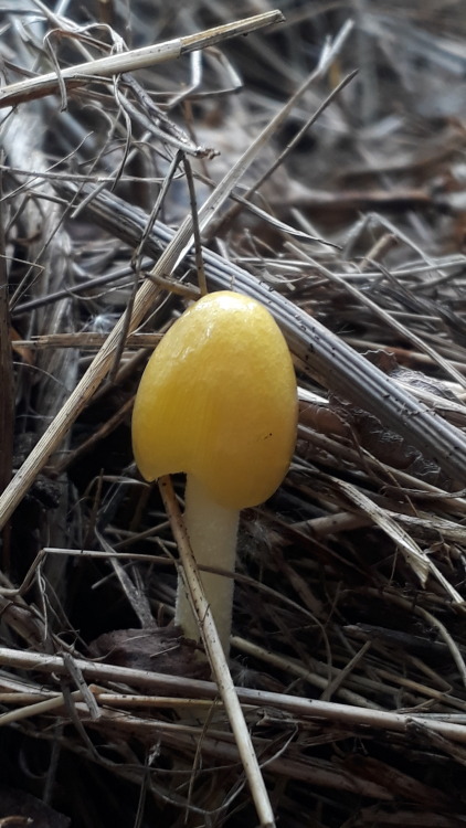 Cambridge, UK, May 2022Yellow fieldcap (Bolbitius titubans)Always so sweet to see these when they’re