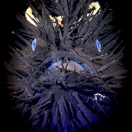 yahoonewsphotos:Amazing creatures of the deepAce Wu searches the deep to photograph stunning underwa