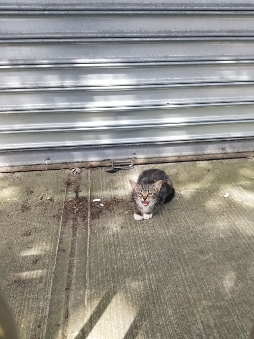 iron-sunrise:  saturnineaqua:  saturnineaqua:  saturnineaqua: saturnineaqua:  So i found a kitten today.  and it had to be soured by a racist.  me, a chinese woman, and a puerto ricana, rescued this cat from the underside of a car, he’d been screaming