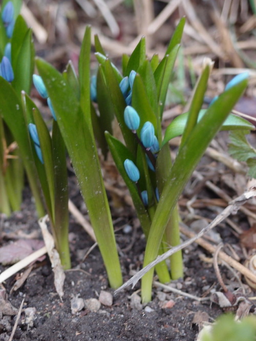 Scilla siberica — Siberian squill a.k.a. wood squill