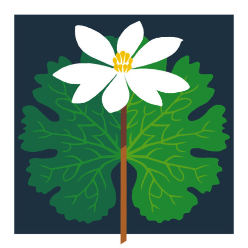 birdandmoon:Drawing plants is so therapeutic for me. I’ve been working on some small flower dr