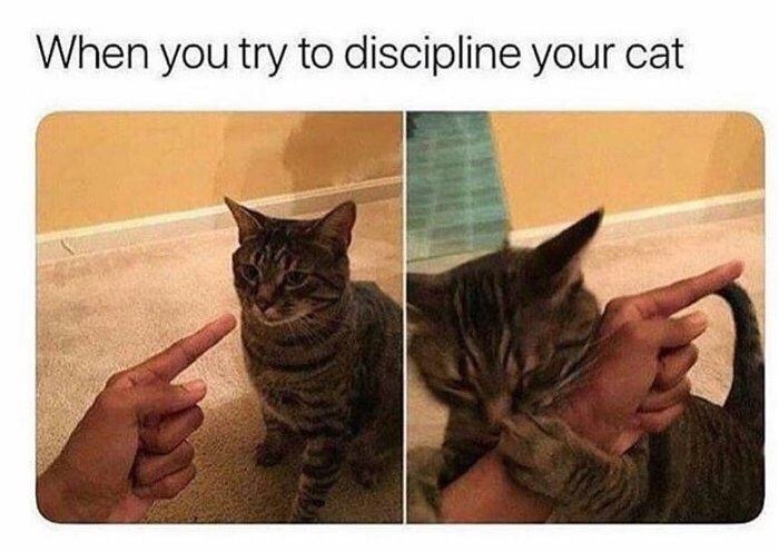 dankmemeuniversity: