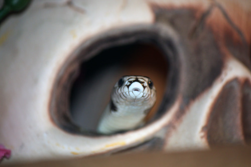 Porn photo kingssnake:  the look on this snake’s face