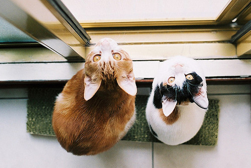 Cats