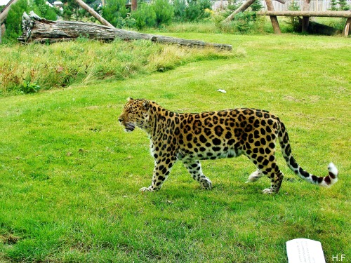 Cant Believe How Lucky I Was To See This Gorgeous Amur Leopard At The Yorkshire Wildlife Park.