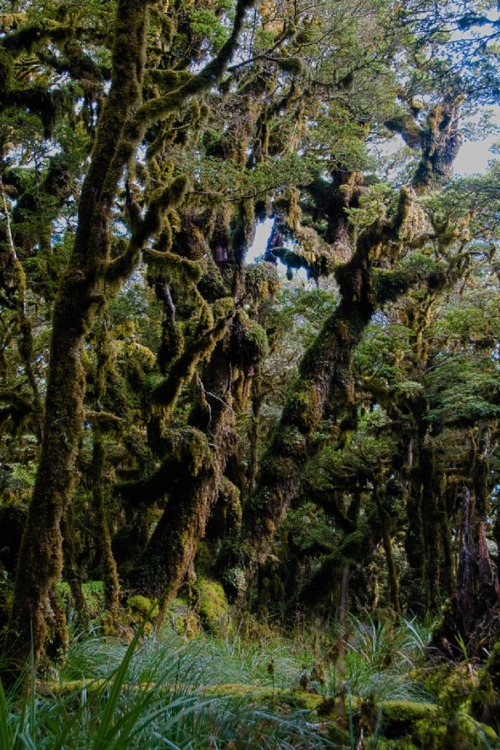 sublim-ature: Tararua Forest, New ZealandAshley Francis