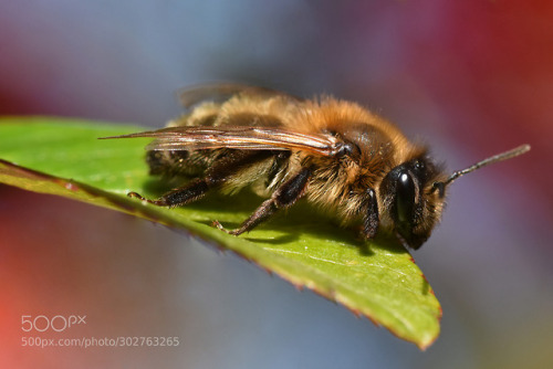 LEAF-CUTTER BEE by SimonGittus