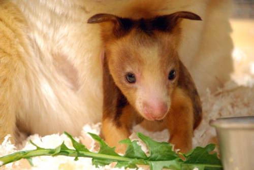 zooborns:  Roger Williams Park Zoo Welcomes Endangered Tree Kangaroo  Roger Williams Park Zoo in Rhode Island has just announced the birth of a Matschie’s Tree Kangaroo, born in October last year. The female joey, named Holly, is the first tree kangaroo