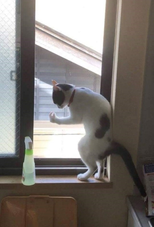xxziggystardust: 