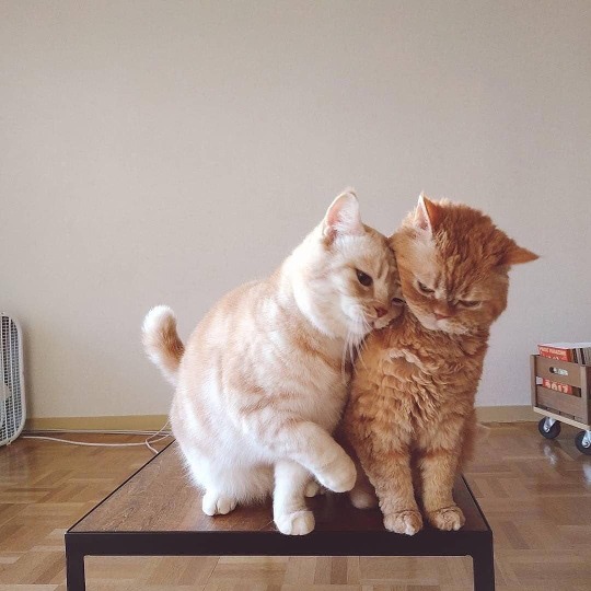 unfuckthereallife: cat-lover-1001:    they’re muffin_the_munchkin on ig!!  