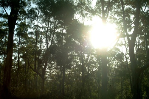 thesunsetgirl: Tasmania, Australia