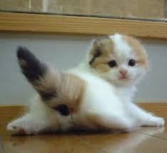 u know how the tail of a really little brand new kitten sticks right up in the air